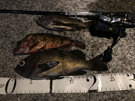 しぶしぶメバリング