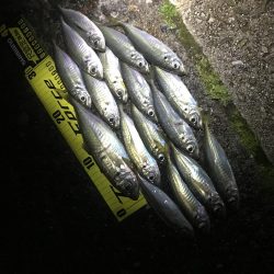 久々淡路アジング 遠征