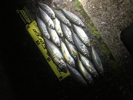 久々淡路アジング 遠征