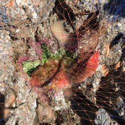 大島ミッチャの釣果