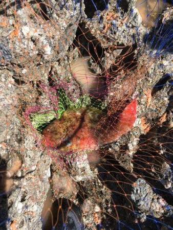 大島ミッチャの釣果
