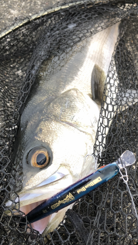 午前5時から釣りして夕方16時くらいにイワ…