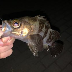 管釣りタックルでメバリング