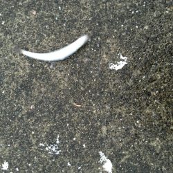 シーバスシーズンイン