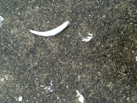 シーバスシーズンイン