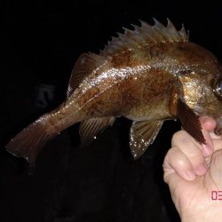 春らしい強烈な引き