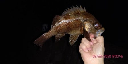 春らしい強烈な引き