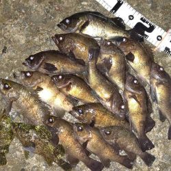 メバルの数釣り