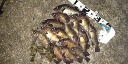 メバルの数釣り