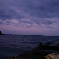 ライトカゴ釣りでチヌ47cm