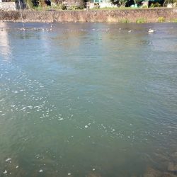 芥川マス釣り場