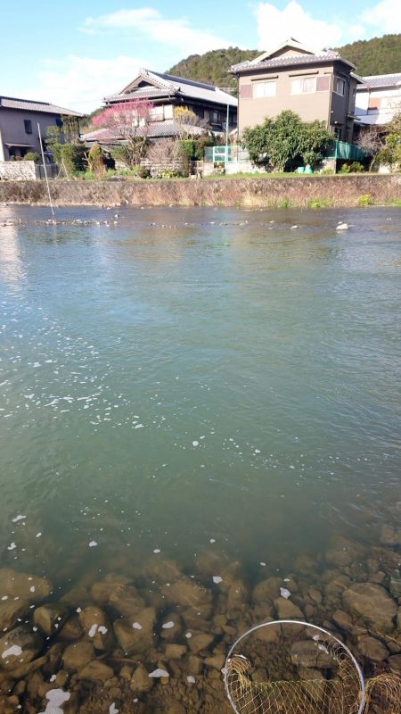 芥川マス釣り場