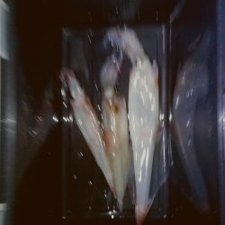 ヤリイカ2時間釣果