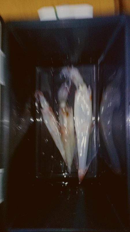 ヤリイカ2時間釣果