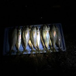 良型アジ回ってます！