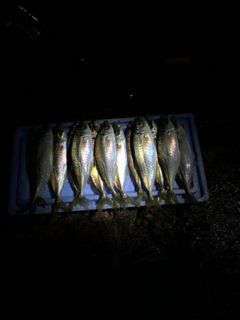 良型アジ回ってます！