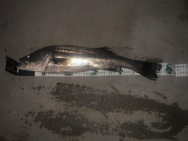 バチバチシーバス