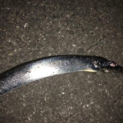 これが太刀魚の引き…