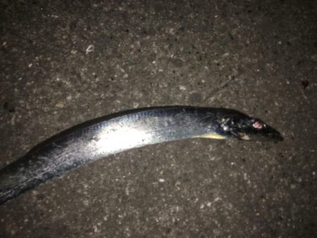 これが太刀魚の引き…