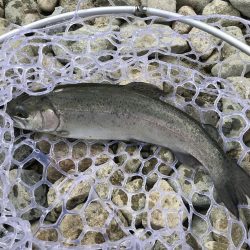 北田原マス釣り場にて