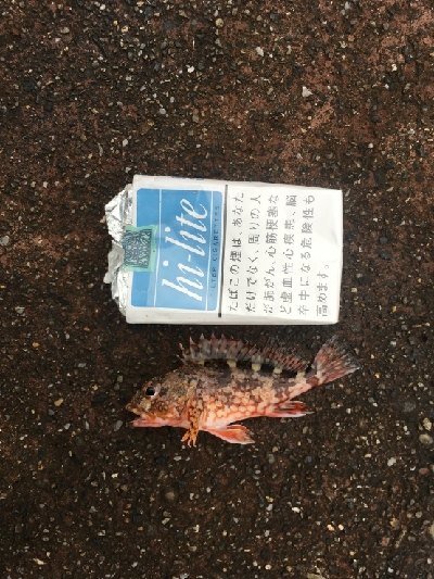 こんな日もある。