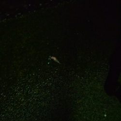 カサゴ、ホタルイカ