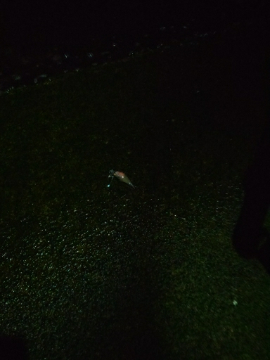 カサゴ、ホタルイカ