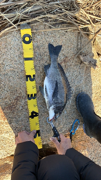 デイチニング！