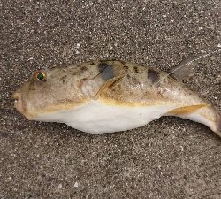 青岸でコブダイ