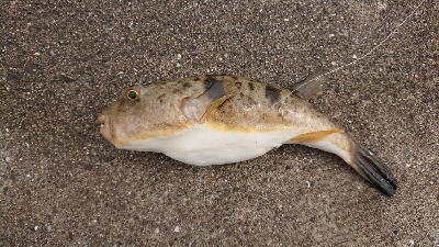 青岸でコブダイ