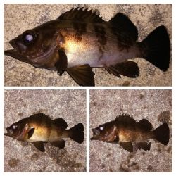 メバリング1835〜2035