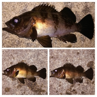 メバリング1835〜2035