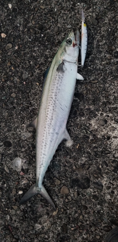 ライトショアジギング