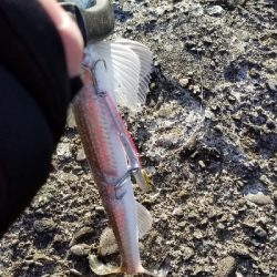 サゴシ釣れた。