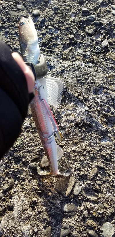 サゴシ釣れた。