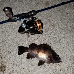 いまいちな釣果