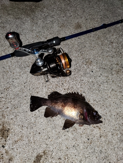 いまいちな釣果