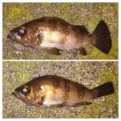 メバリング1900〜2032