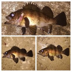 メバリング1840〜2018