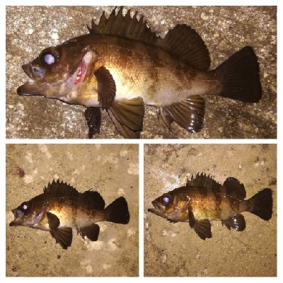 メバリング1840〜2018