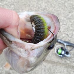 シャッドテールワームシーズン到来！！