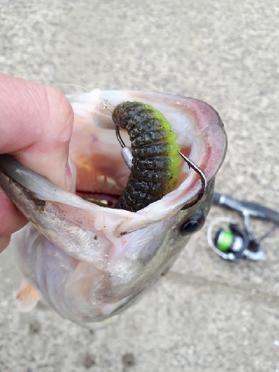 シャッドテールワームシーズン到来！！