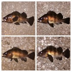 メバリング1940〜2031