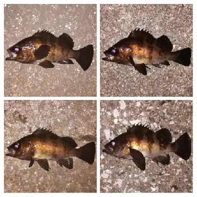 メバリング1940〜2031