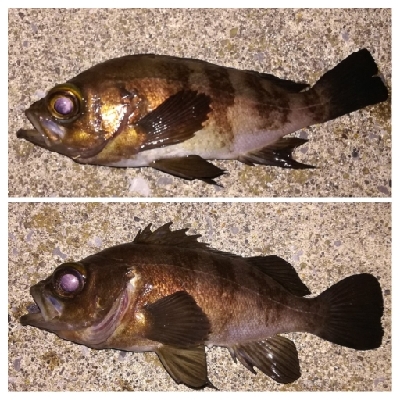 メバリング1835〜2048