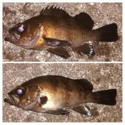 メバリング1905〜2025