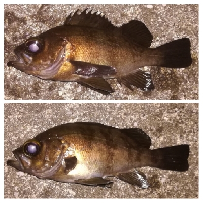 メバリング1905〜2025