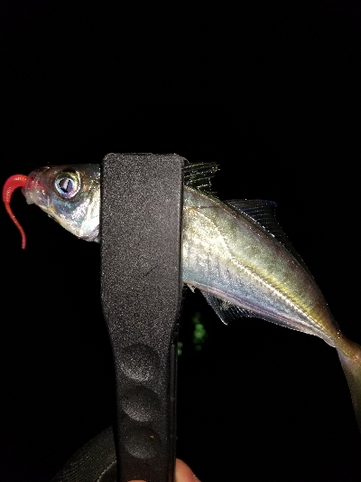 日中ボウズ☀️…