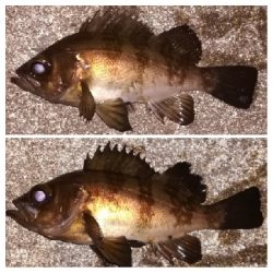 メバリング1905〜1934 2105〜2149