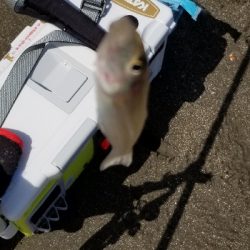 前回と同数でした！